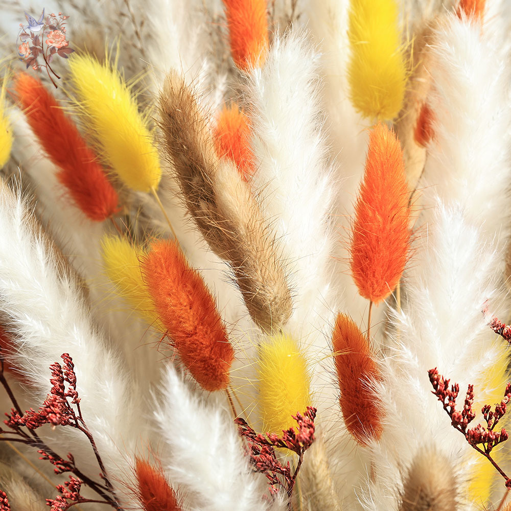 Paquete de hierba de Pampas de - Dried Pampas Bundle reseña y precio